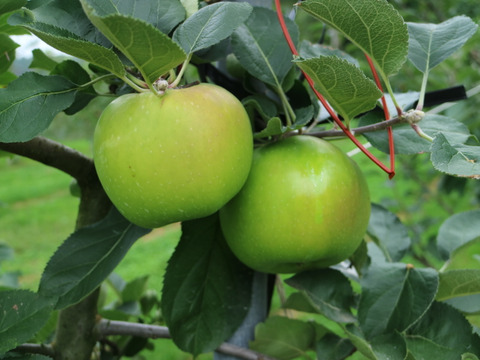 【家庭用】10月のりんごお楽しみBOX　約3kg（8～12個）