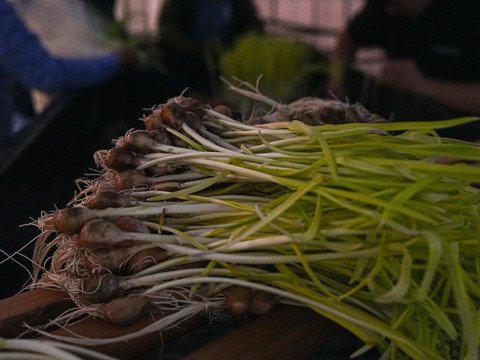 【農薬・肥料不使用】アクアポニックス発芽黄ニンニク50本セット