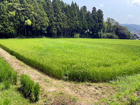 【お得！まとめ買い】自然栽培コシヒカリ玄米25kg（富山県氷見産）