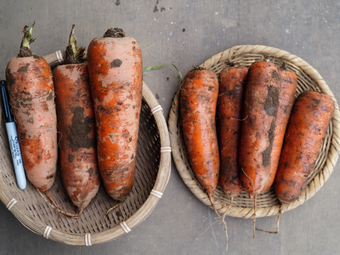 アロマレッド人参 10kg土付き【千葉県サンバファーム直送】