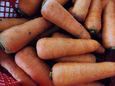 香りが濃い～🥕皮ごと食べたい
訳アリ有機人参 宮崎県綾町産(ご家庭用 箱込5kg)