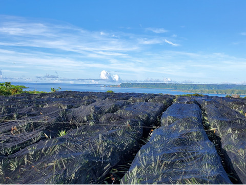 甘さ際立つ！沖縄県産『サンドルチェ』🍍　3玉　3.5kg～