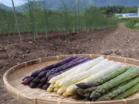 (PLM)[有機JASパープルアスパラガス]カルデラの紫宮女(北海道)(春芽)