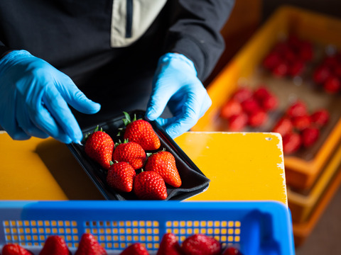 濃厚な甘さ！長野県産『真紅の美鈴』280g×２p