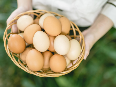 【ギフトにも♬】自社農場のたまごたっぷり♪ うみたてたまごの生命のマヨネーズ 250g×1本【熨斗対応可】
