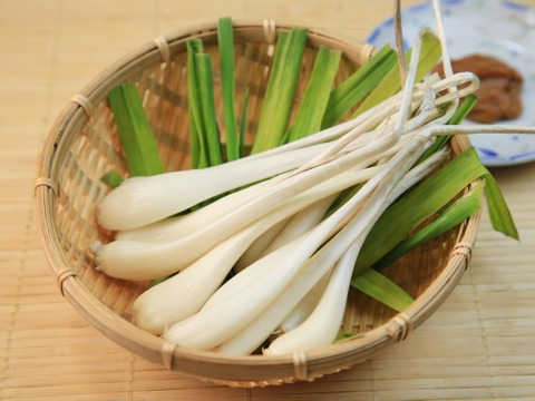 【有馬温泉の麓産】生らっきょう 500g 栽培期間中農薬不使用🌱