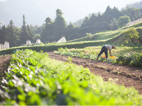 信州・甘～い！玉ねぎ（15㎏）　農薬化学肥料不使用