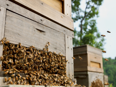 ほろ苦い柑橘系蜂蜜！カラスザンショウ200g入り