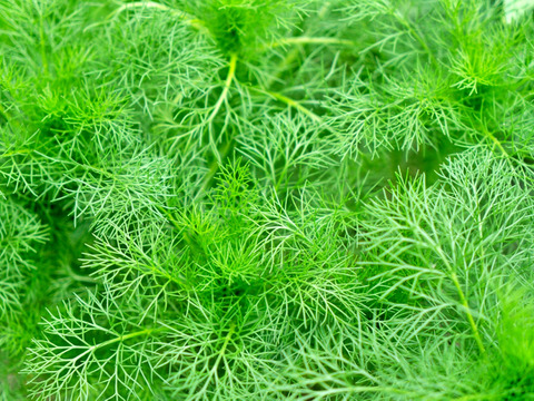 【新鮮☆朝収穫】ディル🌿50g ～香り高濃度😊フレッシュハーブ