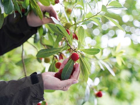 【収穫期限定】冷凍やまもも 秀(500g）
ヤマモモシロップづくりにぴったり！