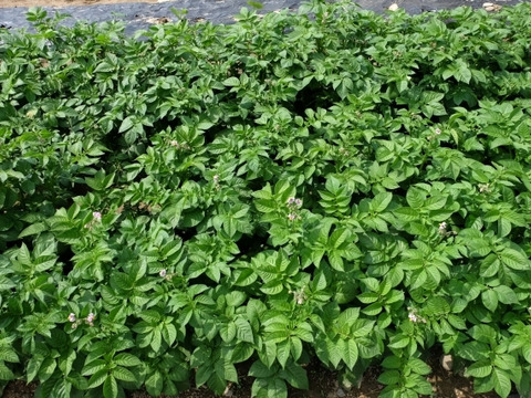 ホクホク！なめらかな食感のじゃがいも・キタアカリ（合計5キロ）