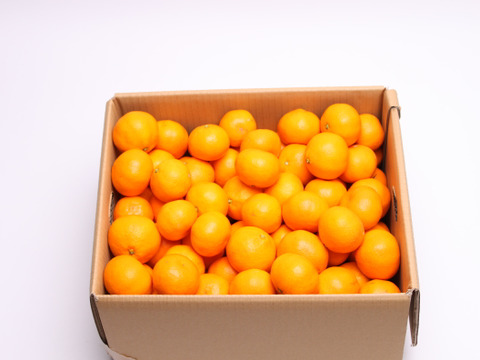 完熟！有田みかん 1kg【プレミアム】