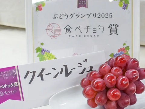 特別な日にプレミアム贈答クイーンルージュ1房+シャインマスカット2房（約500g×3房＝合計約1.5kg）長野県認証/特別栽培相当（信州の環境にやさしい農産物認証50）【2026年秋】食べ比べ