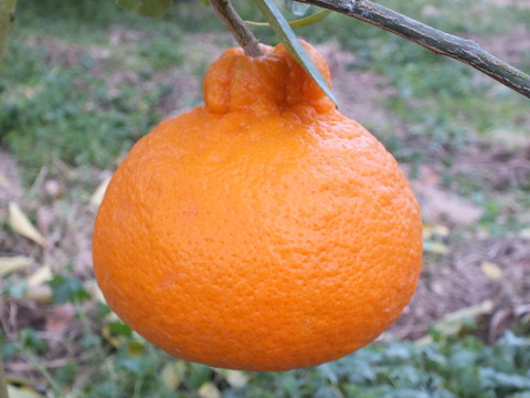 糖度が高すぎッ！ “味香デコ” ５kg