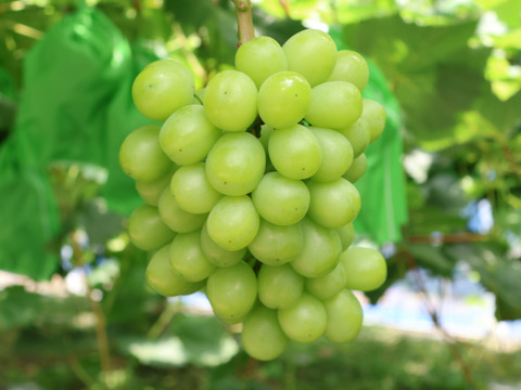 岡山県新見市産　標高の高い畑で作った大粒！味の濃い！シャインマスカット　３房～４房　1.8kg以上