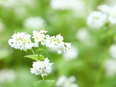 【4袋セット】千葉県の幻のそば「千葉在来」十割蕎麦　自然栽培　無塩　無添加