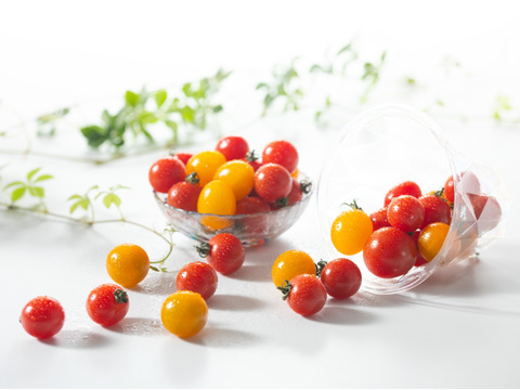 【夏ギフト】今年はトマトを贈りませんか♪　高糖度ミニトマト贈答用（レッド・イエロー）70玉前後　化学肥料・農薬完全不使用