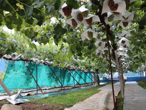 ご家庭用お試し【限定５０セット】！山梨県産『シャインマスカット約400ｇ×2房』『厳選粒々ブドウ２種×300ｇ以上』合計1.4kg