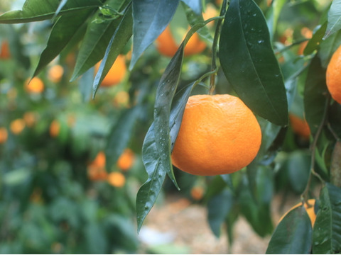 【お得用】はるのみかんカラマンダリン　お得用5キロ×1箱