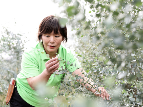 【にこにこメール便・品評会銀賞入賞！の自信作】リースなどにも・ユーカリお手軽価格🐨スーっとした甘い香りがご好評・花の産地山形県さがえ産・【ユーカリ・グニー】30cm~40cm　10本　花のある生活🌿