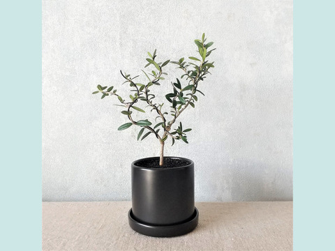 【ギフトにも◎】種から育てた南アルプスのオリーブ盆栽（PS212）