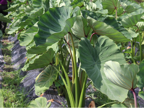 ホクホク☆火の通り早い赤芽里芋の親芋　約3kg　～豚汁や煮物からコロッケ、グラタンまで使い道さまざま♪～