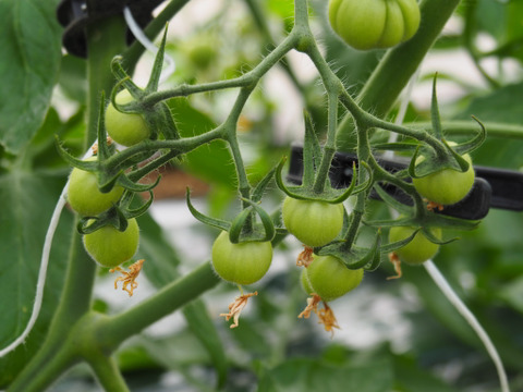【有機肥料•農薬不使用】喉を潤すジューシーさと飽きない優しい甘み♡福井で生まれた華小町トマト！【1kg】
