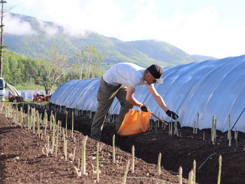 (3色)[有機JASホワイト3L&グリーン2L&パープル2L]カルデラの貴婦人&貴公子&紫宮女(アスパラガス)(北海道)(春芽)
