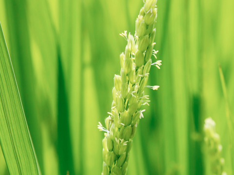 新米！全てのおかずを受け止める！2021年産　NIPPA米 有機コシヒカリ 玄米 (５kg)