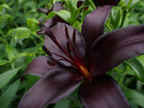 ■簡易包装■【ナイトライダー】5本束♥食べチョク初❤とにかく黒いです！父の日近くの発送も可能です！