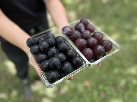 信州の粒ブドウセット【ナガノパープル】×【ピオーネ】の２セット [NpPnW]