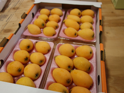 みずみずしい甘さは初夏の味！長崎市産露地びわ「千々（ちぢ）んびわ」１ｋｇ小ぶりなＭサイズ（32玉）・お求めやすいお値段でご提供