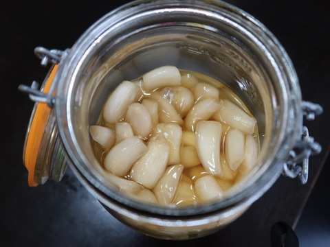 【有馬温泉の麓産】生らっきょう 500g 栽培期間中農薬不使用🌱