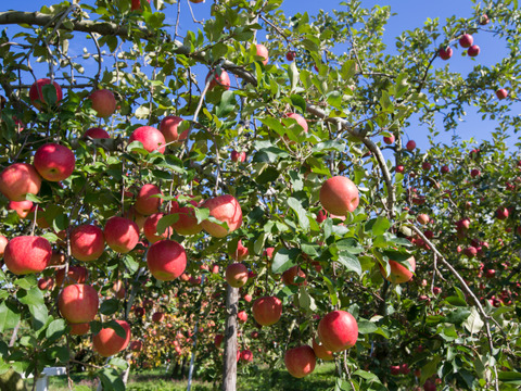 りんご  ひろさきふじ（早生ふじ） りんごの王様ふじ系人気品種！8～5個程度（2kg程度）
