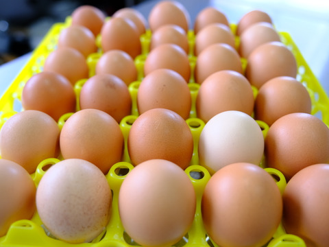 【期間限定！】熊本県南阿蘇村の自社農場で育てた平飼い卵をたっぷり使った『マドレーヌ（12個）セット』