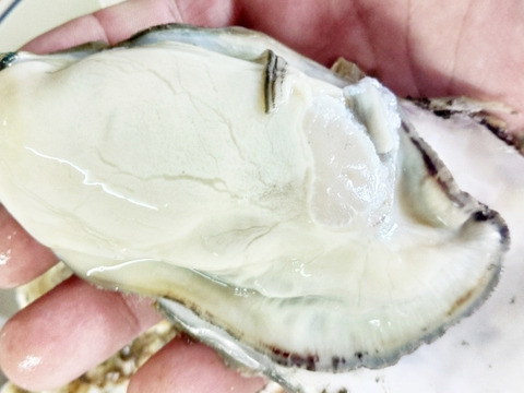 【10％OFF設定中】生食用１３ｋｇ殻付き 牡蠣 殻付き牡蠣 殻付き牡蛎 牡蛎 かき カキ 松島牡蠣屋 BBQに 貝類 海産物 オイスター oyster バーベキュー食材 貝