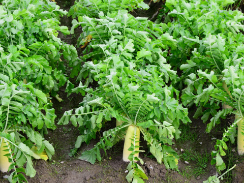 【高原大根】　≪神鍋高原、寒暖差のある地域で育まれた水分・甘みたっぷりの大根≫　兵庫県但馬産「高原大根」（２本）