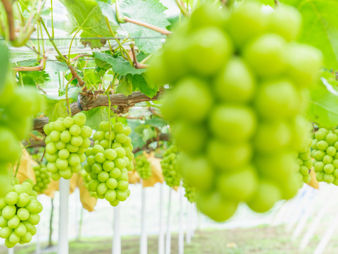 【贈答用】 岡山県産シャインマスカット 2房  予約販売！9月中旬より順次発送致します。