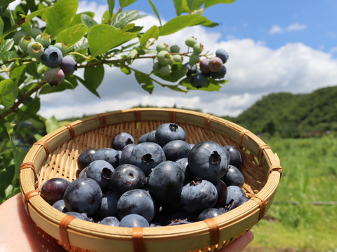 農薬不使用｜仙台市秋保産ブルーベリー｜120ｇｘ4パック合計480ｇ｜化粧箱冷蔵配送