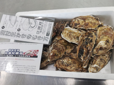 【水産庁補助事業　送料無料】🦪 生食用３ｋｇ（18~48粒） 殻付き 牡蠣 牡蛎 殻付き牡蛎 kaki カキ 松島牡蠣屋 生牡蠣にも、BBQに最適🔥 海産物 オイスター oyster A