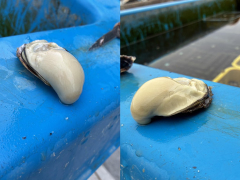 【生食可能】兵庫県相生産Mサイズ10個(Mサイズ：60～80ｇ)　夏に食べる真牡蠣