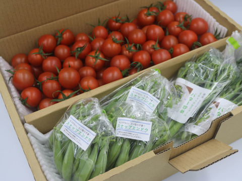 家族で楽しむ。まるたか農園、採れたて新鮮野菜セット