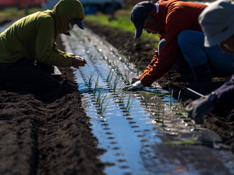 【農薬・化学肥料不使用】【約10キロ】長野伊那谷の赤たまねぎ