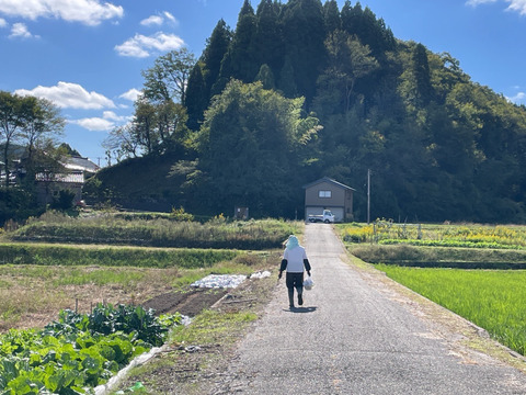 【お得！まとめ買い】自然栽培コシヒカリ玄米25kg（富山県氷見産）