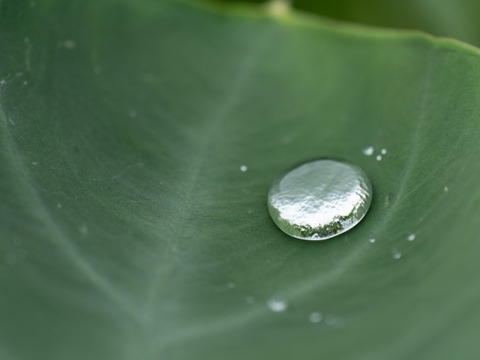 【栽培期間中　農薬不使用】えぐみが少なくねっとりな里芋(500g)