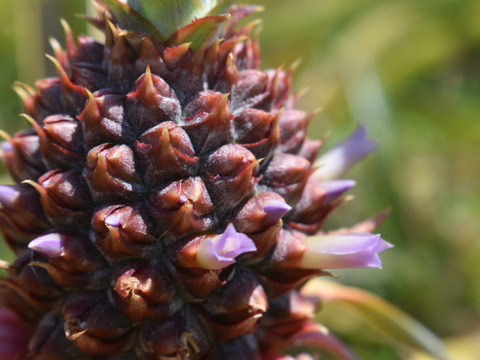 【有機JAS認証】話題の新品種！ ホワイトココ　約３kg(３～５玉)