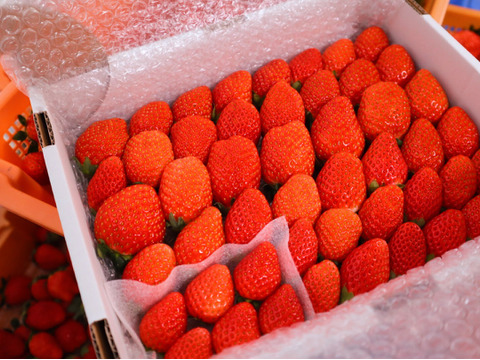 ２箱セット
トクトク🍓いちごの宝石箱
朝摘み完熟❤️酵素栽培の
こだわりいちご食べ比べ
（２月発送）