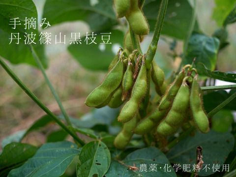 【農薬・化学肥料不使用】手摘み 丹波篠山黒枝豆(さや豆)1kg