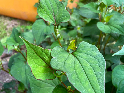 【天然 乾燥どくだみ】自然栽培 1パック25g~ ネコポスでお届け