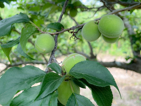 【カリカリ梅に最適】宮城県産 手摘み青梅 小粒 1kg 白加賀中心  自然栽培 栽培期間中農薬不使用  梅酢漬け 塩漬け サイズ不揃い